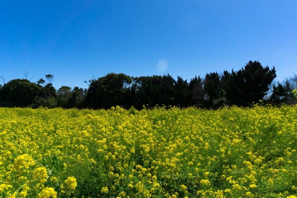 菜の花と空