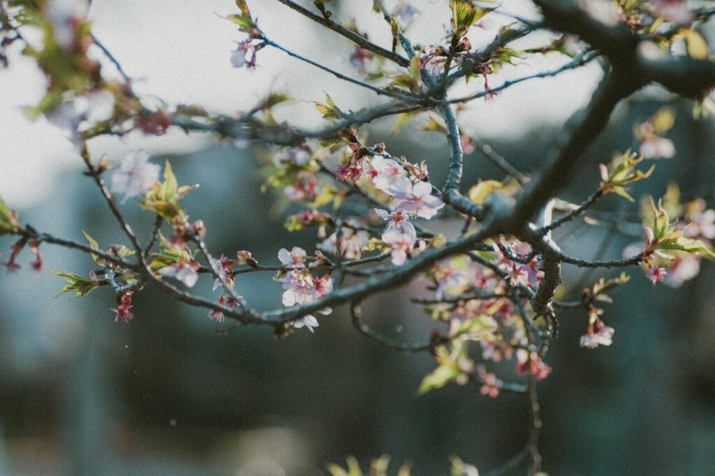 桜
