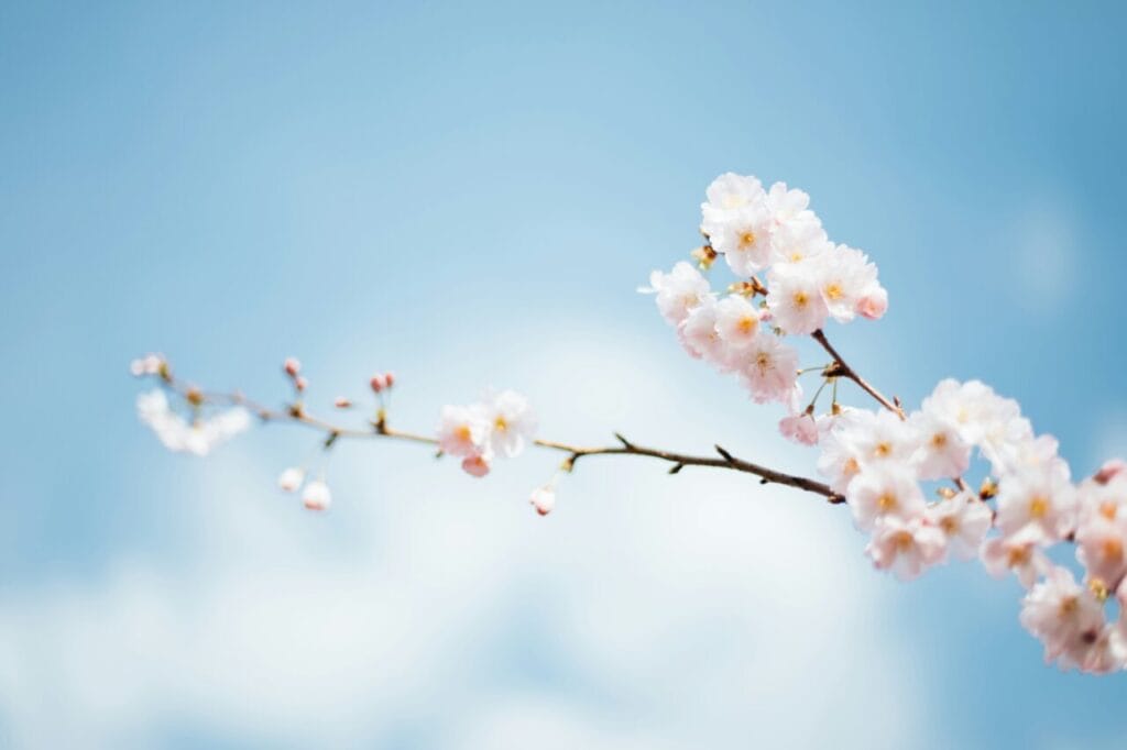さくら