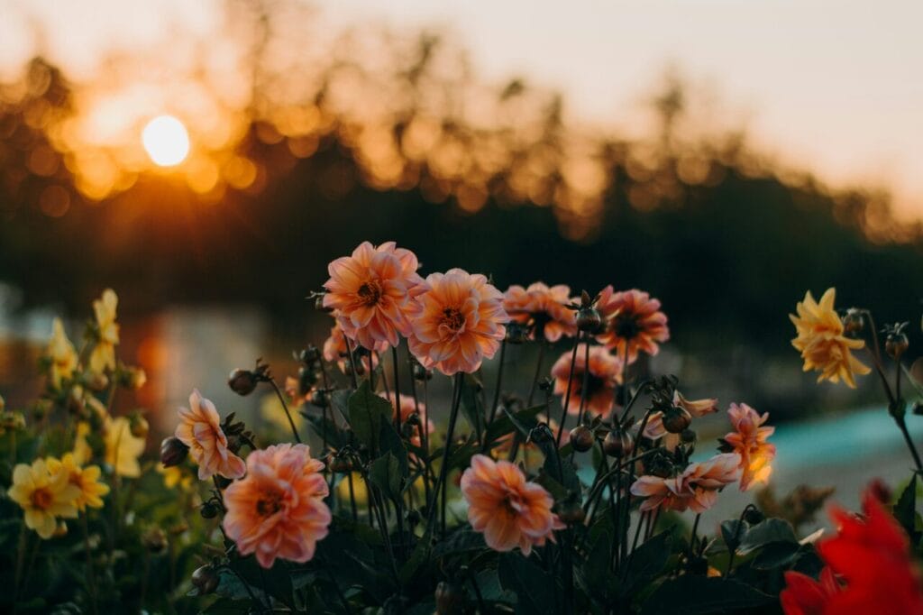 オレンジの花